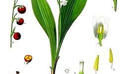 【東方】鈴蘭の英語名