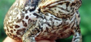 【東方】復讐の為とはいえ何の罪もない月人を巻き込んで戦争するのって純狐ちょっとひどいわよね