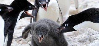 [東方]2021年1月、第16回東方人気投票Ex開催決定！