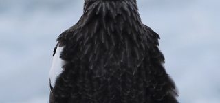 [東方]オオワシ霊「剛欲異聞発売されてほんと嬉しいよ」