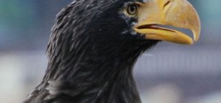 [東方]オオワシ霊「もしかして剛欲異聞に剛欲同盟は関係ないのでは？」