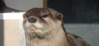 [東方]カワウソ霊「吉弔様をトップに押し上げられなかった原因は何なのかしっかり考えましょう」