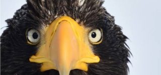 [東方]2021年10月の人気記事ベスト30