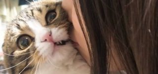 [東方]さとり様とお燐にしてください