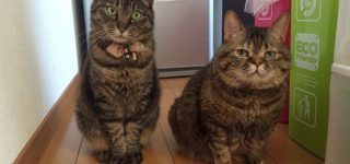 【東方】古明地姉妹にしてください