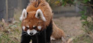 【東方】怒りの鵺ちゃん