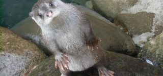 【東方】もしかして組長の首を龍の頸と称して手土産に持っていけば俺でもかぐや姫様にプロポーズできますか？